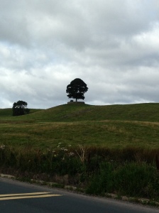 Oak Tree in the Yorkshire Dales