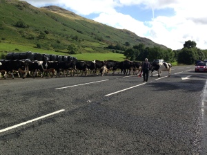 Cows cauasing traffic jams en route to Keswick